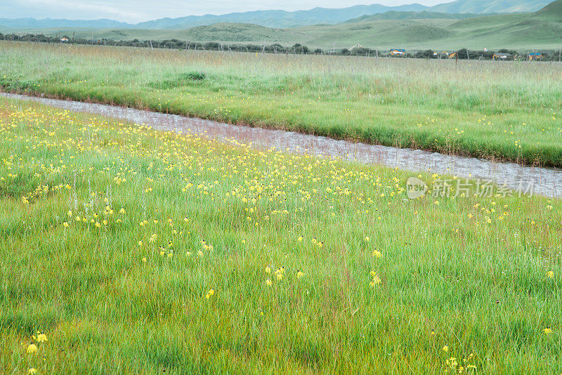 Cremanthodium Benth(垂头菊) growing in plain